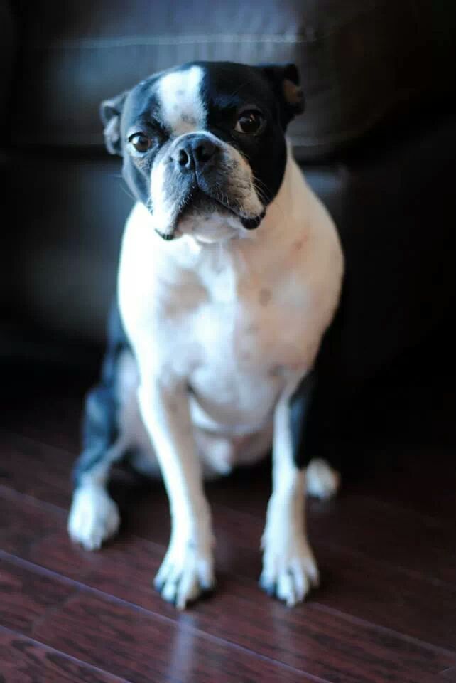 Picture of a Boston Terrier Looking Like He is in Trouble.